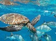 Surin Islands Snorkeling Trip from Khao Lak