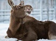 ZOO Ranua tour from Rovaniemi by Lux car with Private guide 