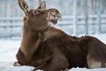 ZOO Ranua tour from Rovaniemi by Lux car with Private guide 