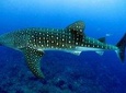 Snorkeling with whale sharks