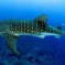 Snorkeling with whale sharks