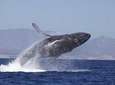 Whale Watching on Catamaran with Food & Drinks Included