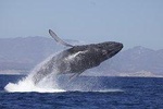 Whale Watching on Catamaran with Food & Drinks Included