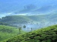 Private Day Trip to Munnar from Kochi with Lunch