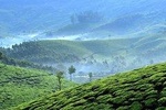 Private Day Trip to Munnar from Kochi with Lunch