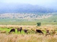 Horton Plains National Park Tour From Nuwara Eliya With Holiday Walkers Srilanka