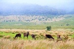 Horton Plains National Park Tour From Nuwara Eliya With Holiday Walkers Srilanka