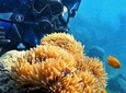 Scuba Diving For Beginners Or Non Swimmers