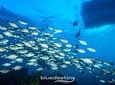 Rottnest Island Dive & Snorkel Day Trips