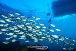 Rottnest Island Dive & Snorkel Day Trips
