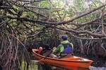 Everglades Kayak Safari Adventure Through Mangrove Tunnels 