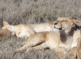 4 Days 3 Nights Tarangire / Serengeti / Ngorongoro & Manyara