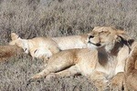 4 Days 3 Nights Tarangire / Serengeti / Ngorongoro & Manyara