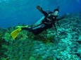 Daily diving tour in Gordon Rocks