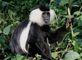 3 Days Private Nyungwe ForestTrekking tour Track Chimpanzees On Forests Safaris 