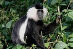 3 Days Private Nyungwe ForestTrekking tour Track Chimpanzees On Forests Safaris 