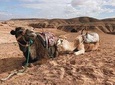 Desert Agafay and Atlas Mountains Waterfall & Camel ride Day Trip From Marrakech