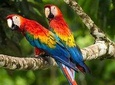 Macaw Claylick (chuncho most visited) full day