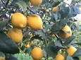Visit the Biggest Lemon Farm in Greece