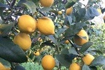 Visit the Biggest Lemon Farm in Greece