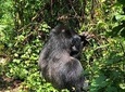 4 Day Uganda Gorilla Trekking Safari with Lake Bunyonyi