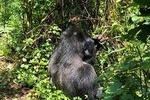 4 Day Uganda Gorilla Trekking Safari with Lake Bunyonyi