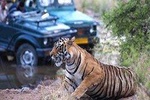 Golden Triangle Tour With Tiger Safari at Ranthambore