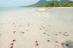 A great day to Starfish beach up to the North of Phu Quoc island