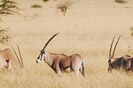 Two days Trip to Awash National Park