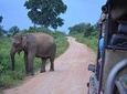 Majestic beast safari, Sri Lanka’s oldest Elephant Park-Udawalawe National Park