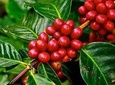 Coffee experience: Tradition and essence