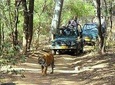 Golden Triangle Tour With Ranthambore Tiger Safari