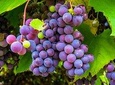 Amador County Wine Tasting Tours Chevrolet Suburban (Private Tour)
