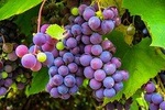 Amador County Wine Tasting Tours Chevrolet Suburban (Private Tour)