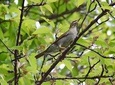 Mount Doi Inthanon Hiking & Bird Watching