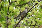 Mount Doi Inthanon Hiking & Bird Watching
