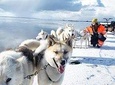 Dog sledding, departs nearby Reykjavik.
