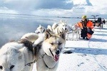 Dog sledding, departs nearby Reykjavik.