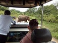 Private Tour : Udawalawe National Park Safari 