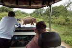 Private Tour : Udawalawe National Park Safari 