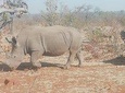 Rhino Game Drive and Walking Safaris