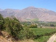 Elqui Valley Full Day (Elqui Valley + Mamalluca Observatory)