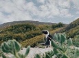 Private Cape Peninsula Tour, With Close Range Penguin Encounter From Cape Town.