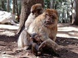 Day Trip From Fez To The Middle Atlas Mountain IMOUZAR IFRANE AZROU( Private )