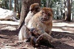 Day Trip From Fez To The Middle Atlas Mountain IMOUZAR IFRANE AZROU( Private )