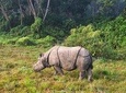 1 Night Glimpse of Chitwan Tour from Kathmandu or Pokhara - Vice Versa
