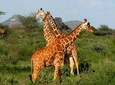 10 Days Kenya Tanzania Safari Vacations