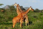 10 Days Kenya Tanzania Safari Vacations