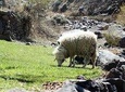 Marrakech Day Trip To Atlas Mountains with Camel Ride In Desert & Waterfall