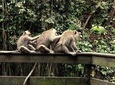 Ubud Surounding Tour